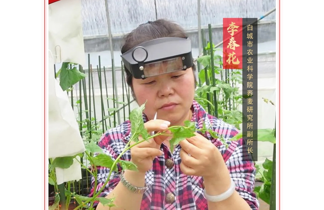 喜迎妇女十四大·巾帼风采 | 李春花：让盐碱地开满荞麦花